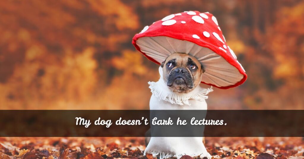Dog Quotes That’ll Make Dog Owners Nod Like “Yep, Same”