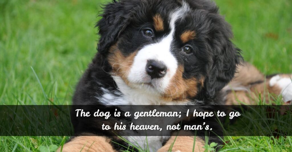 Dog Quotes from Literature & Novels