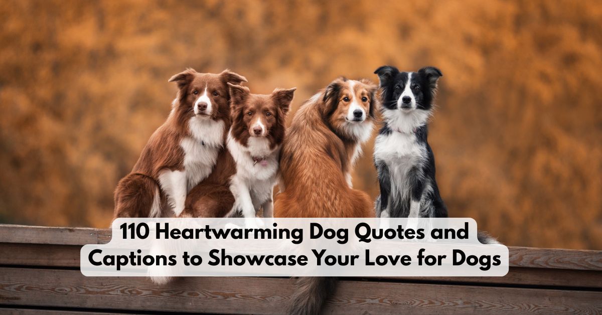 Dog Quotes