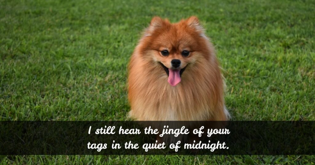 Dog's 1 Year Death Anniversary Quotes That Still Sting