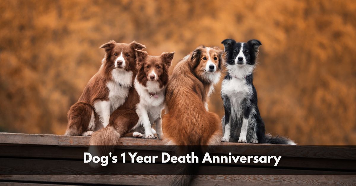Dog's 1 Year Death Anniversary