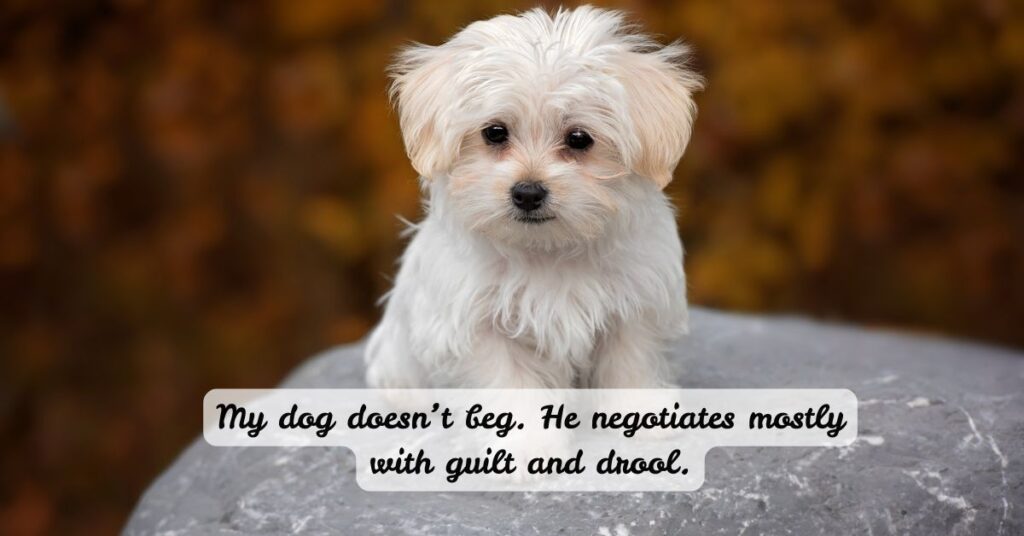 Funny Dog Quotes That’ll Make You Chuckle