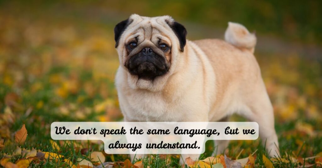 Quotes About the Bond Between Dogs and Humans