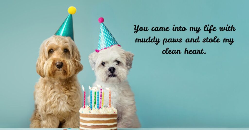 Sweet and Sentimental Dog Birthday Quotes