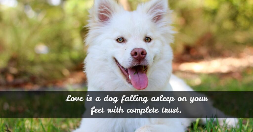 Wholesome Yet Witty Quotes About Dogs
