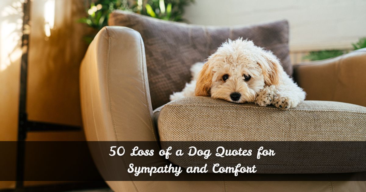 50 Loss of a Dog Quotes for Sympathy and Comfort